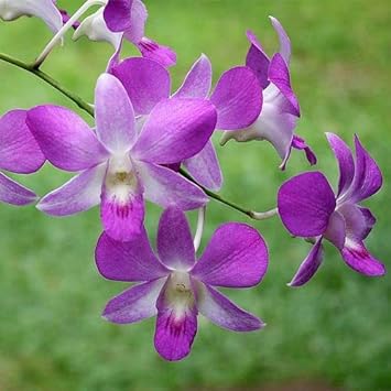 Heirloom Non-GMO Dendrobium Flower Seeds for Planting – Exotic Orchid Blooms for Indoors & Gardens - Non-GMO for planting in home garden